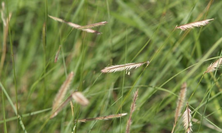蓝色格拉马草:耐旱本土草皮