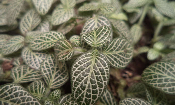 Fittonia植物