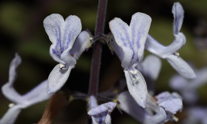 Plecanthrus verticillatus花