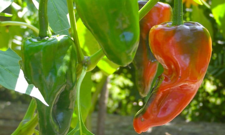 种植波布拉诺辣椒，为每一餐调味